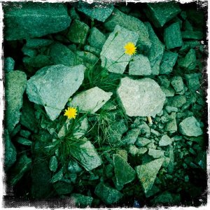 kämpa för utveckling