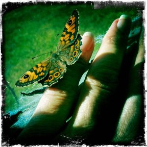 fjäril fånga dagen